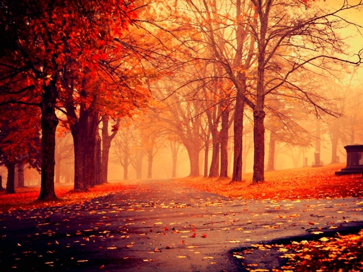 秋mac壁紙,自然の風景,自然,木,空,赤