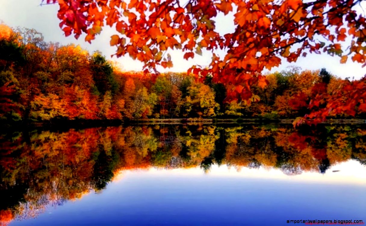 fall mac wallpaper,reflection,nature,natural landscape,tree,sky