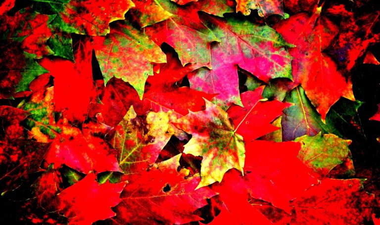 秋mac壁紙,葉,赤,カエデの葉,木,秋