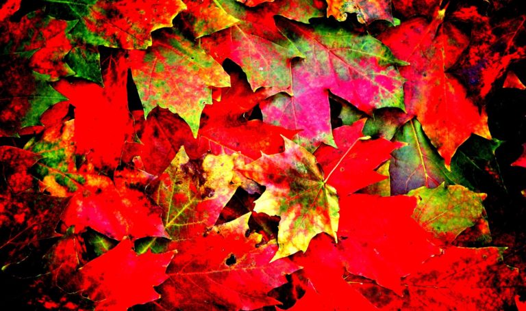 herbst mac wallpaper,blatt,rot,ahornblatt,baum,herbst