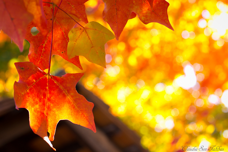 가을 맥 벽지,잎,단풍잎,나무,가을,노랑