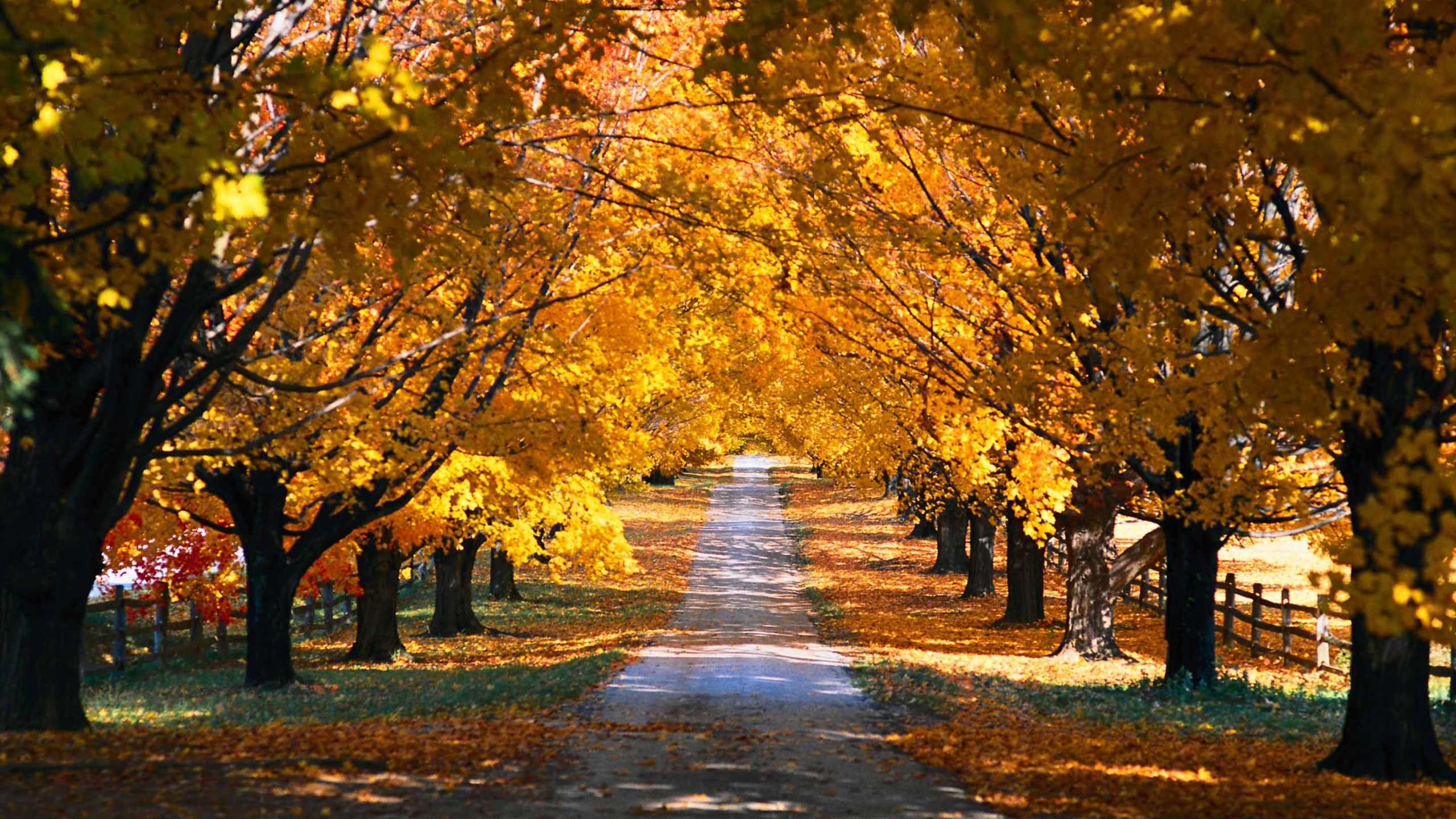 fall mac wallpaper,tree,nature,natural landscape,leaf,autumn