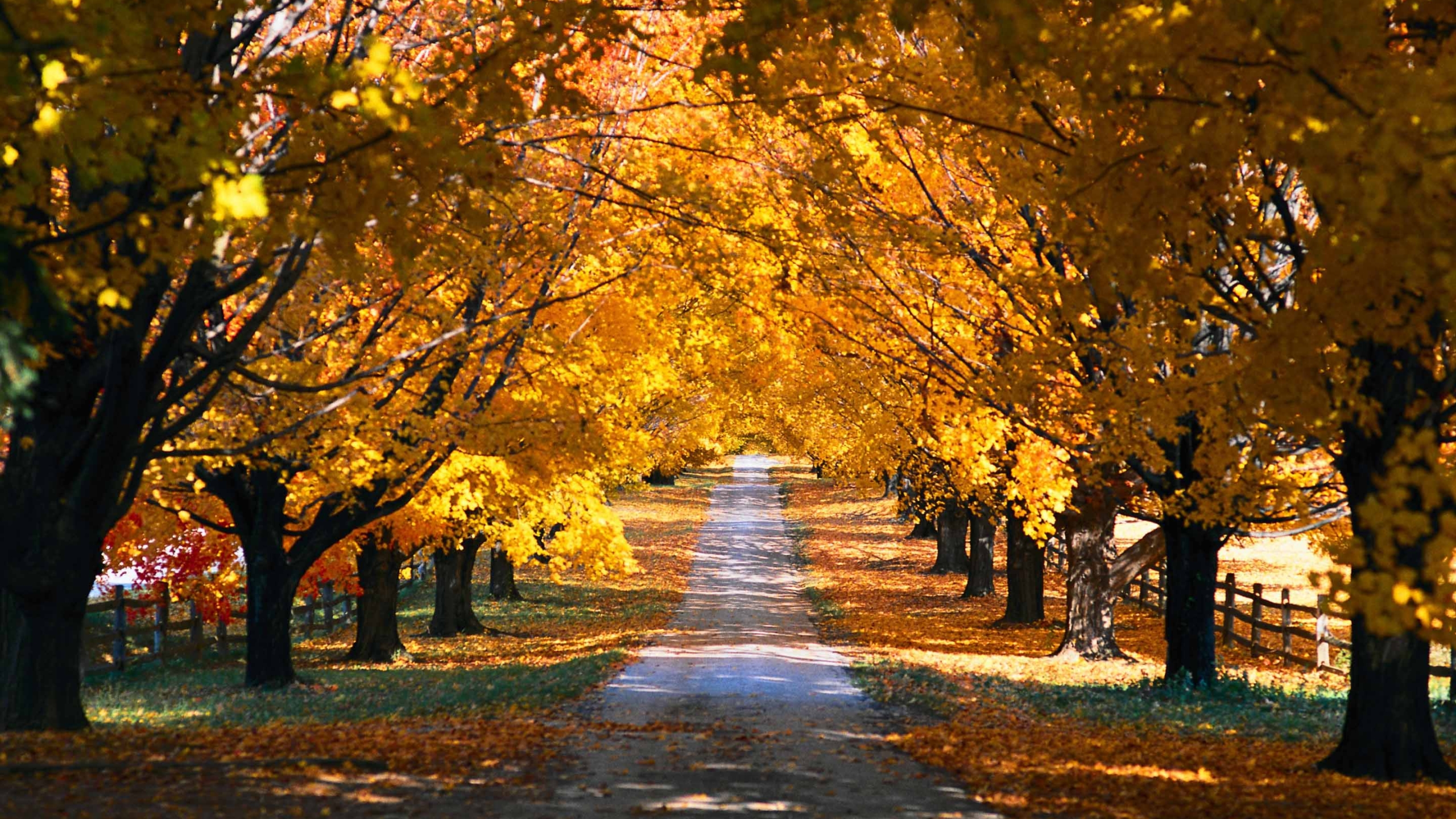 herbst mac wallpaper,baum,natur,natürliche landschaft,blatt,herbst