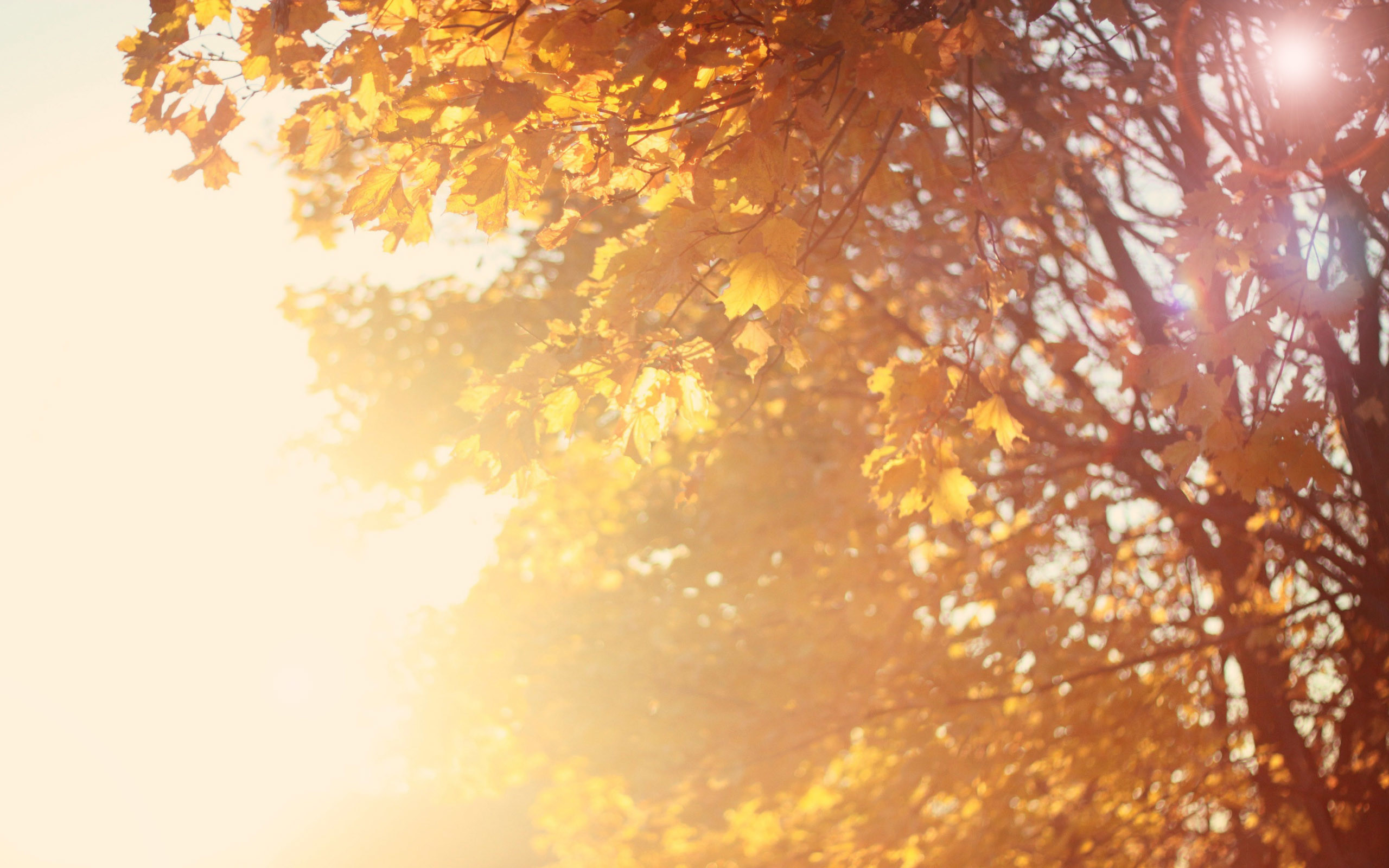 herbst mac wallpaper,natur,himmel,sonnenlicht,gelb,licht