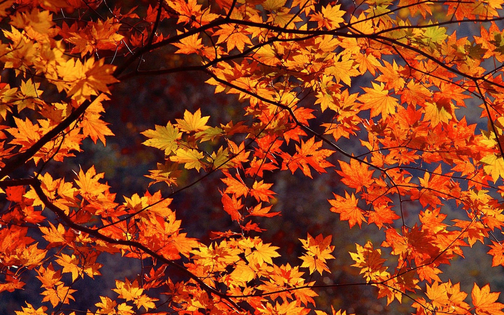 fall mac wallpaper,tree,leaf,deciduous,maple leaf,branch