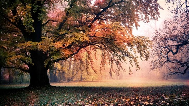 秋mac壁紙,自然の風景,木,自然,空,葉