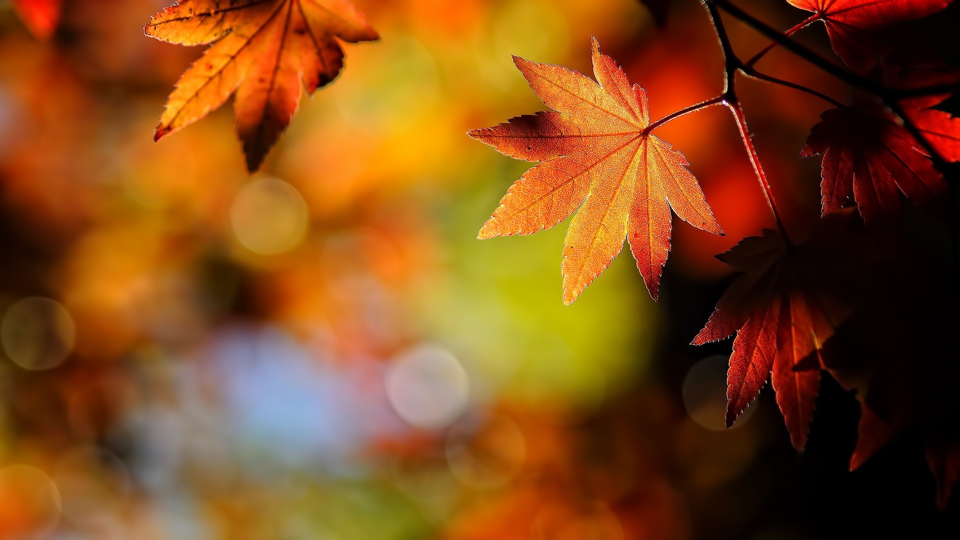 秋mac壁紙,葉,カエデの葉,木,自然,赤