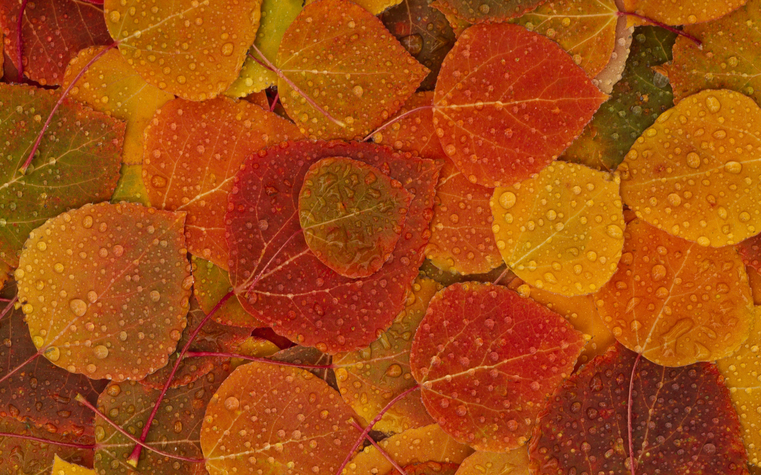 가을 맥 벽지,잎,주황색,식물,다년생 식물
