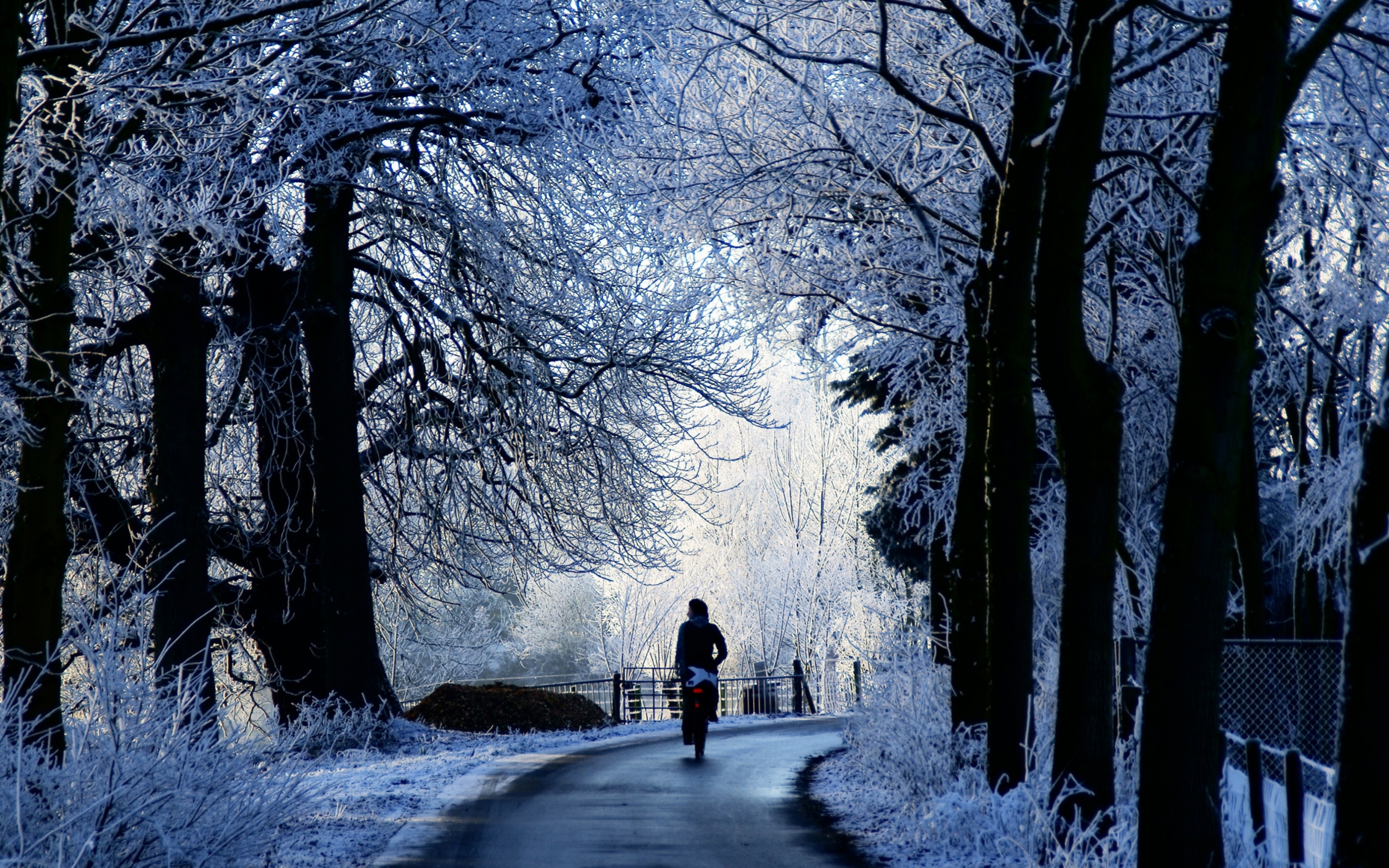 carta da parati mac inverno,inverno,paesaggio naturale,natura,albero,neve