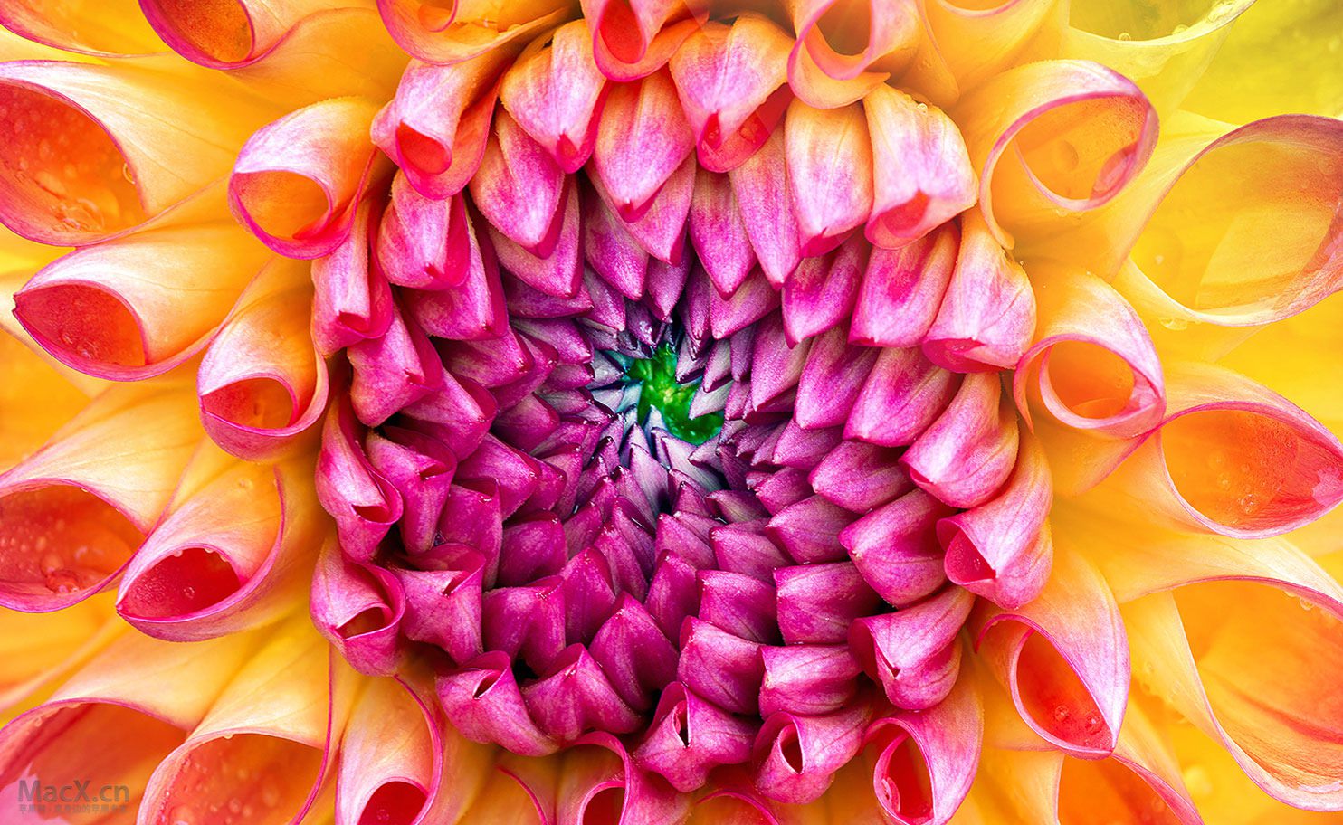 new imac wallpaper,petal,flower,orange,dahlia,pink