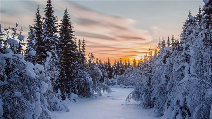 겨울 맥 벽지,눈,겨울,자연,하늘,나무