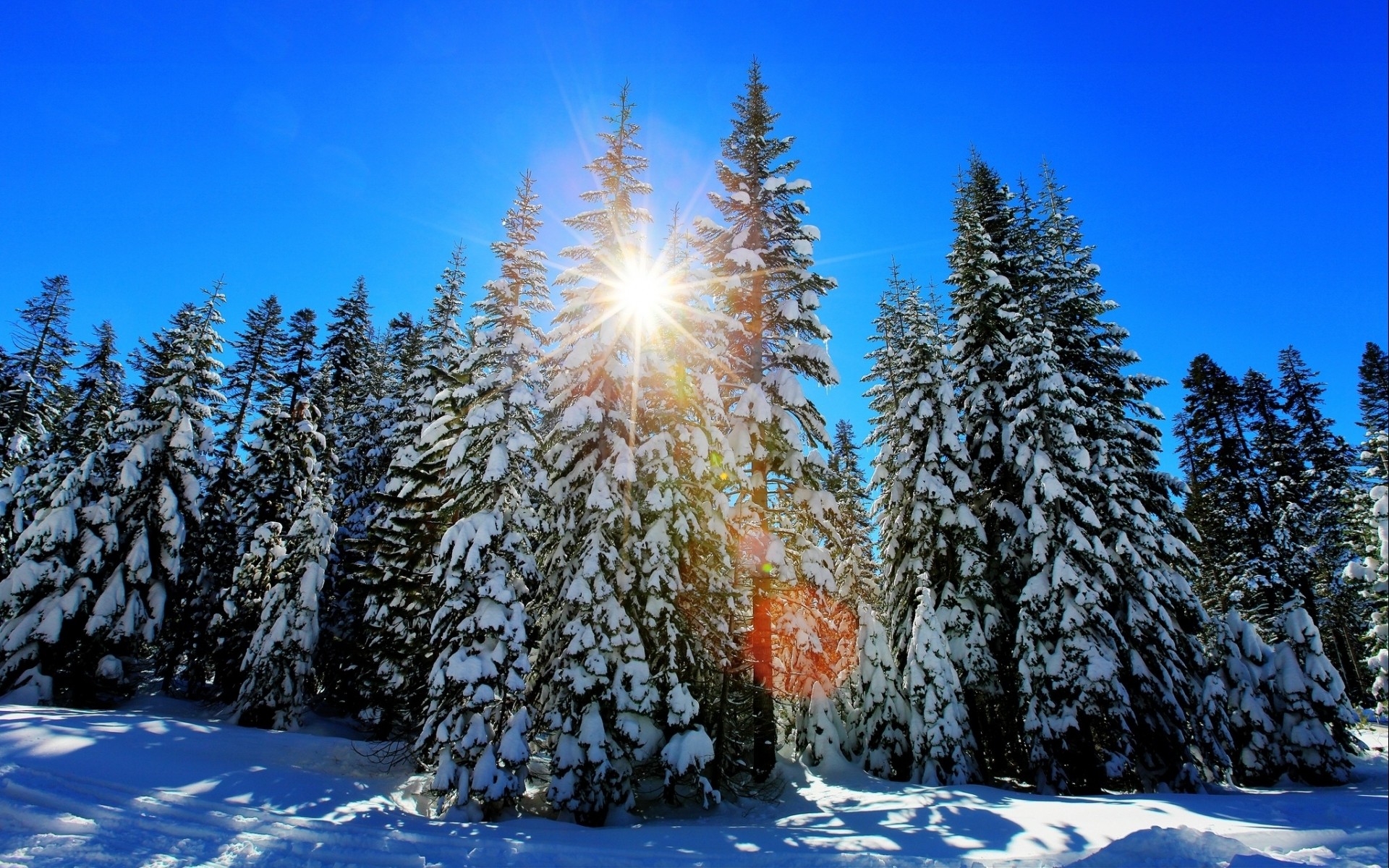 carta da parati mac inverno,neve,inverno,abete rosso nero a foglia corta,albero,natura