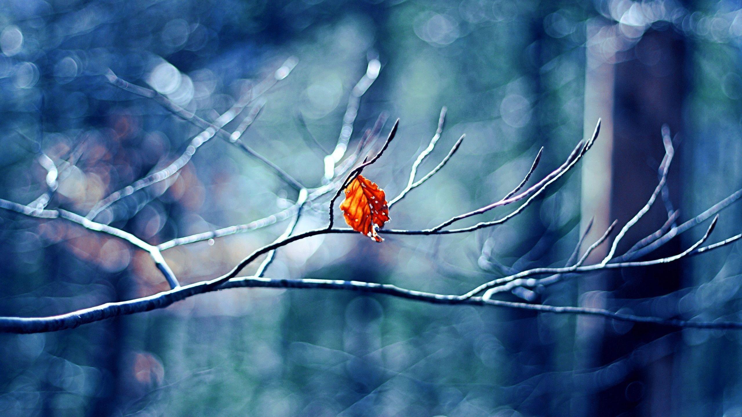 winter mac wallpaper,northern cardinal,nature,branch,water,bird