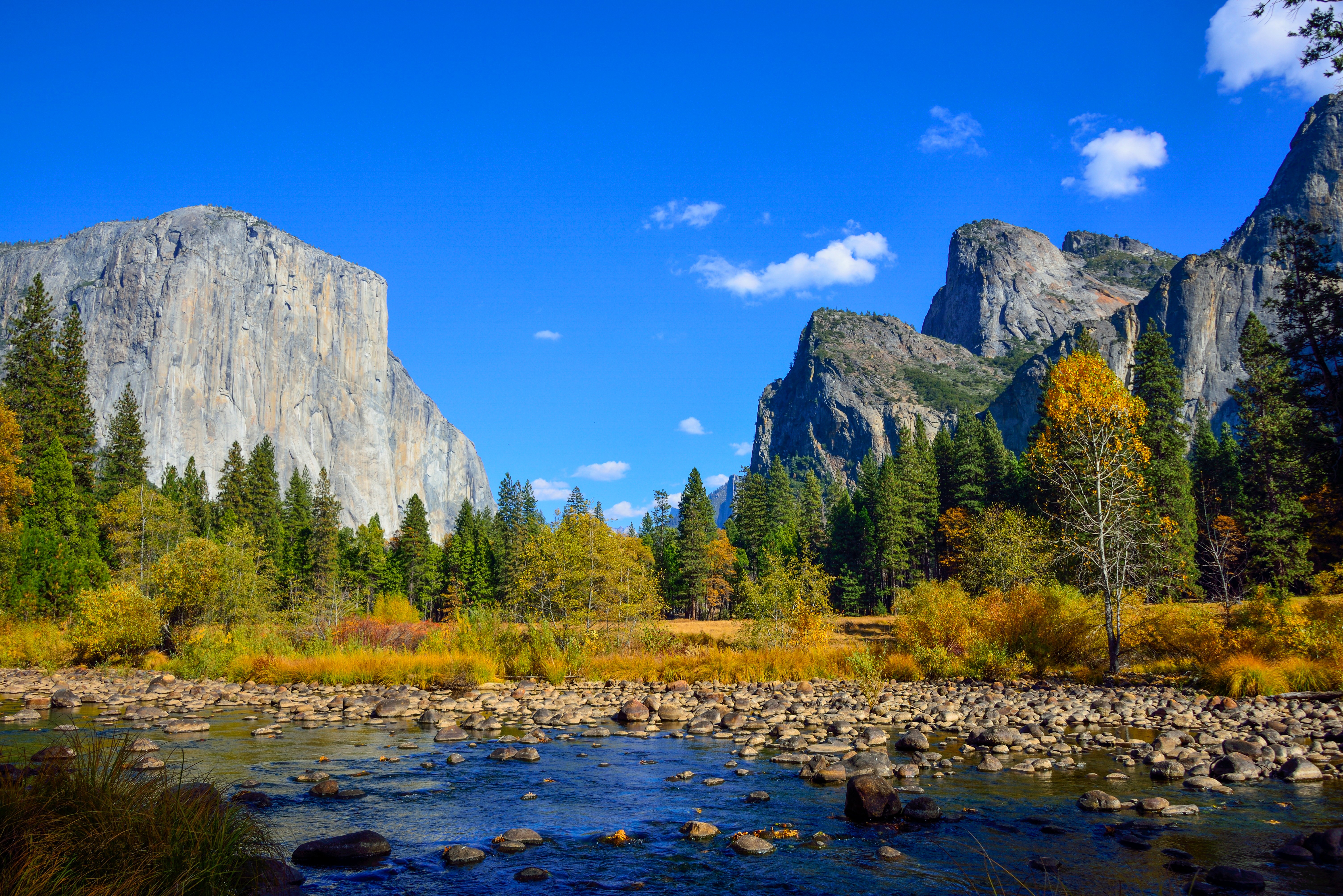 5k desktop hintergrund,natürliche landschaft,natur,larix lyalliisubalpin lärche,berg,betrachtung