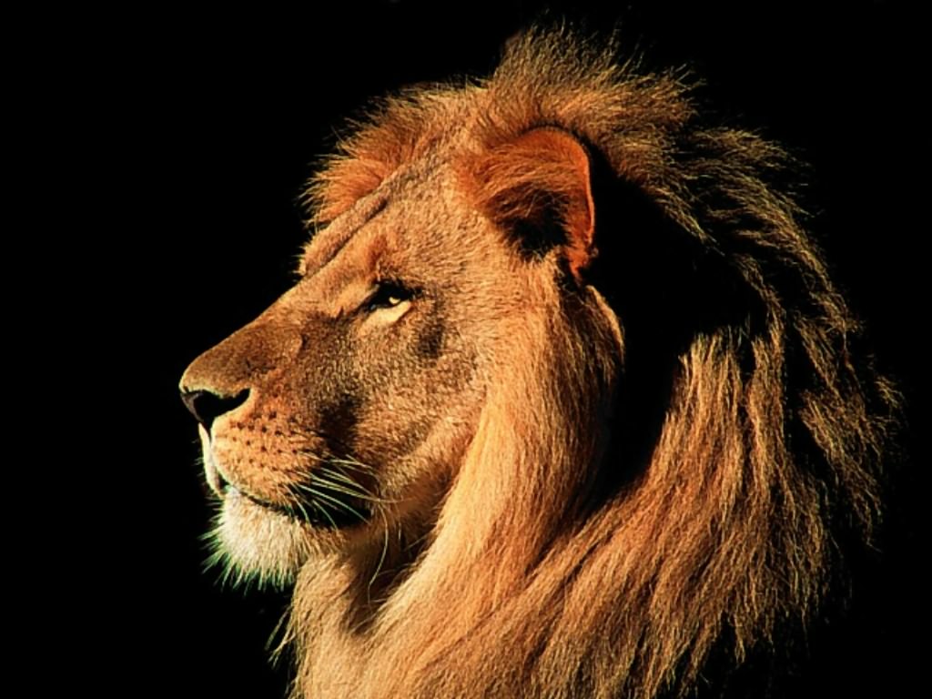 carta da parati mac lion,leone,capelli,leone masai,natura,felidae