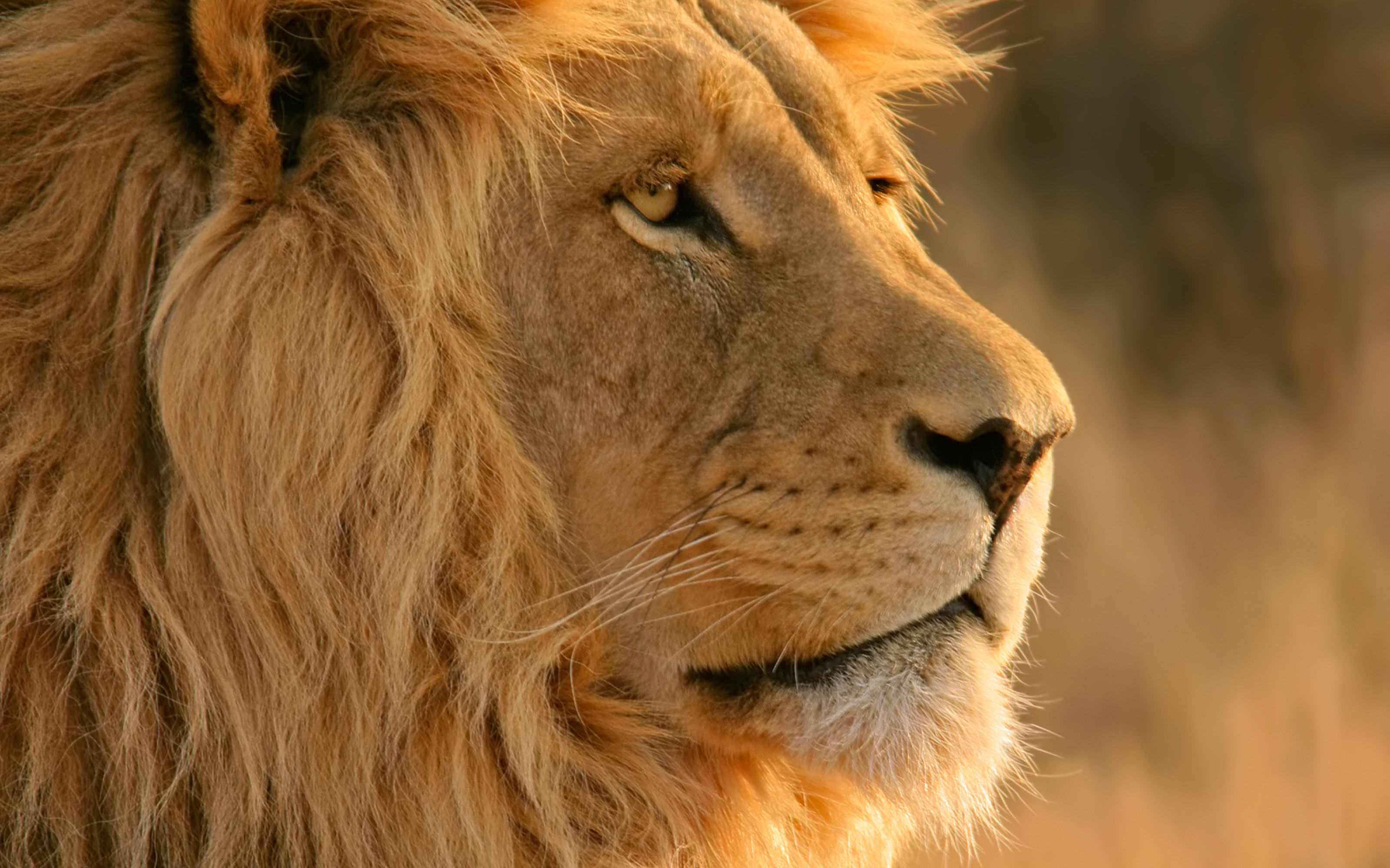 carta da parati mac lion,leone,capelli,natura,animale terrestre,leone masai