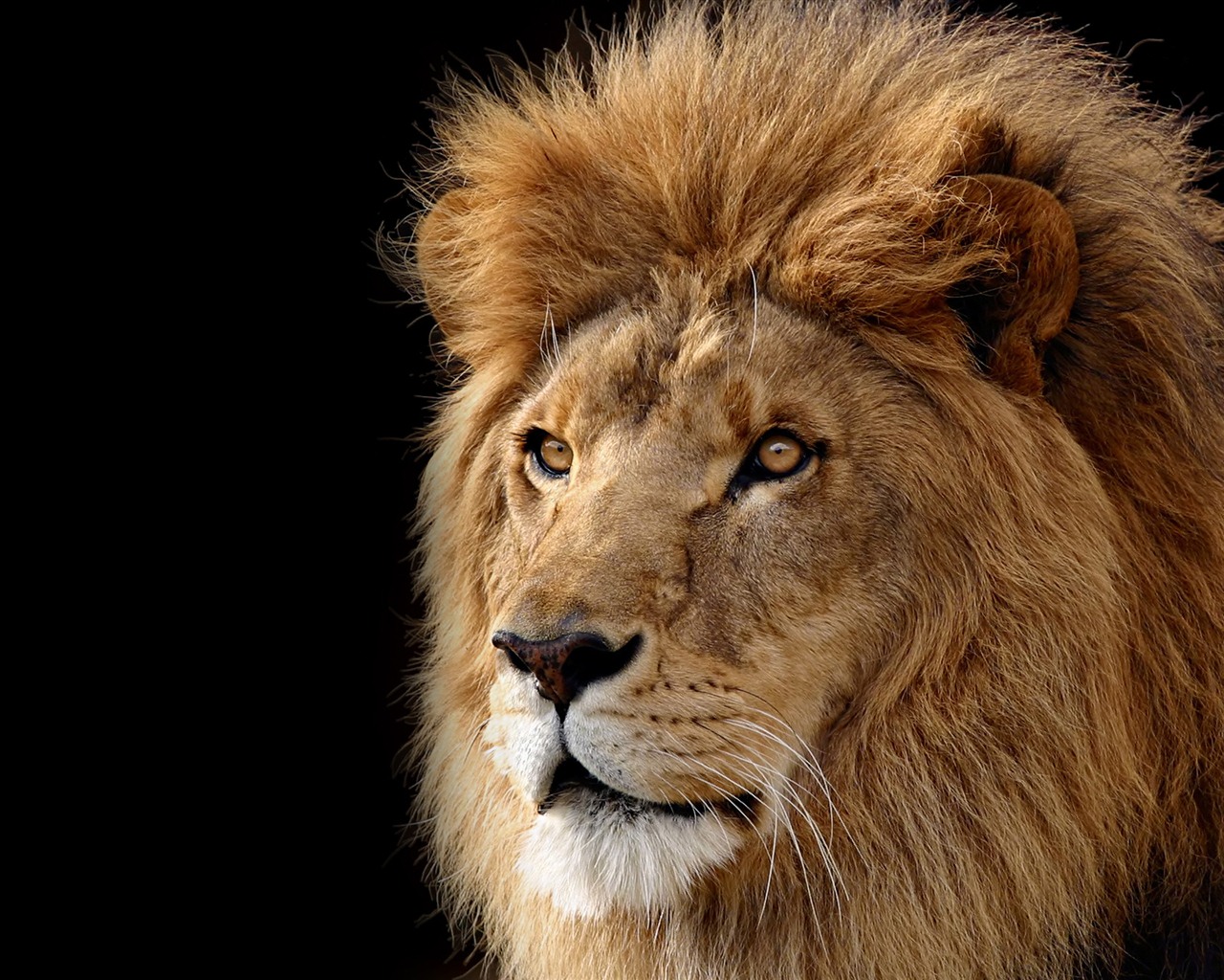 mac lion wallpaper,león,cabello,masai lion,fauna silvestre,felidae