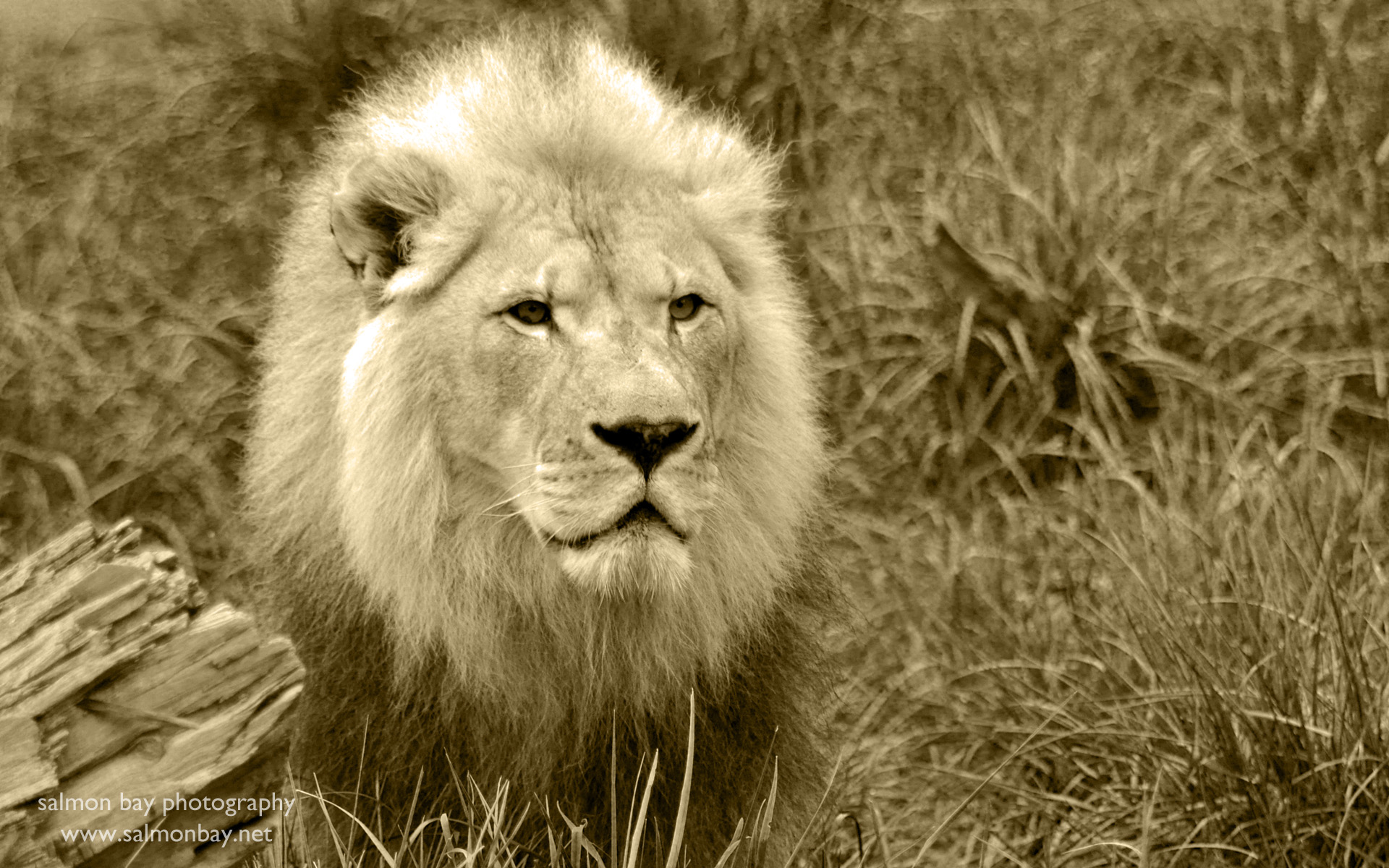 carta da parati mac lion,leone,natura,leone masai,animale terrestre,capelli