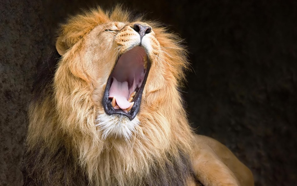 mac lion wallpaper,lion,roar,mammal,masai lion,felidae