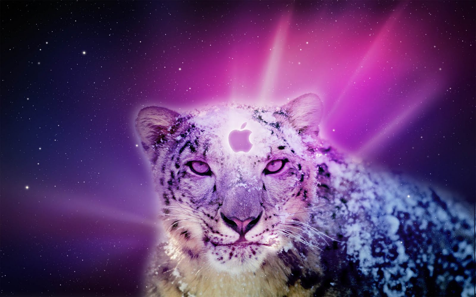 os x leopard wallpaper,felidae,snow leopard,purple,big cats,whiskers