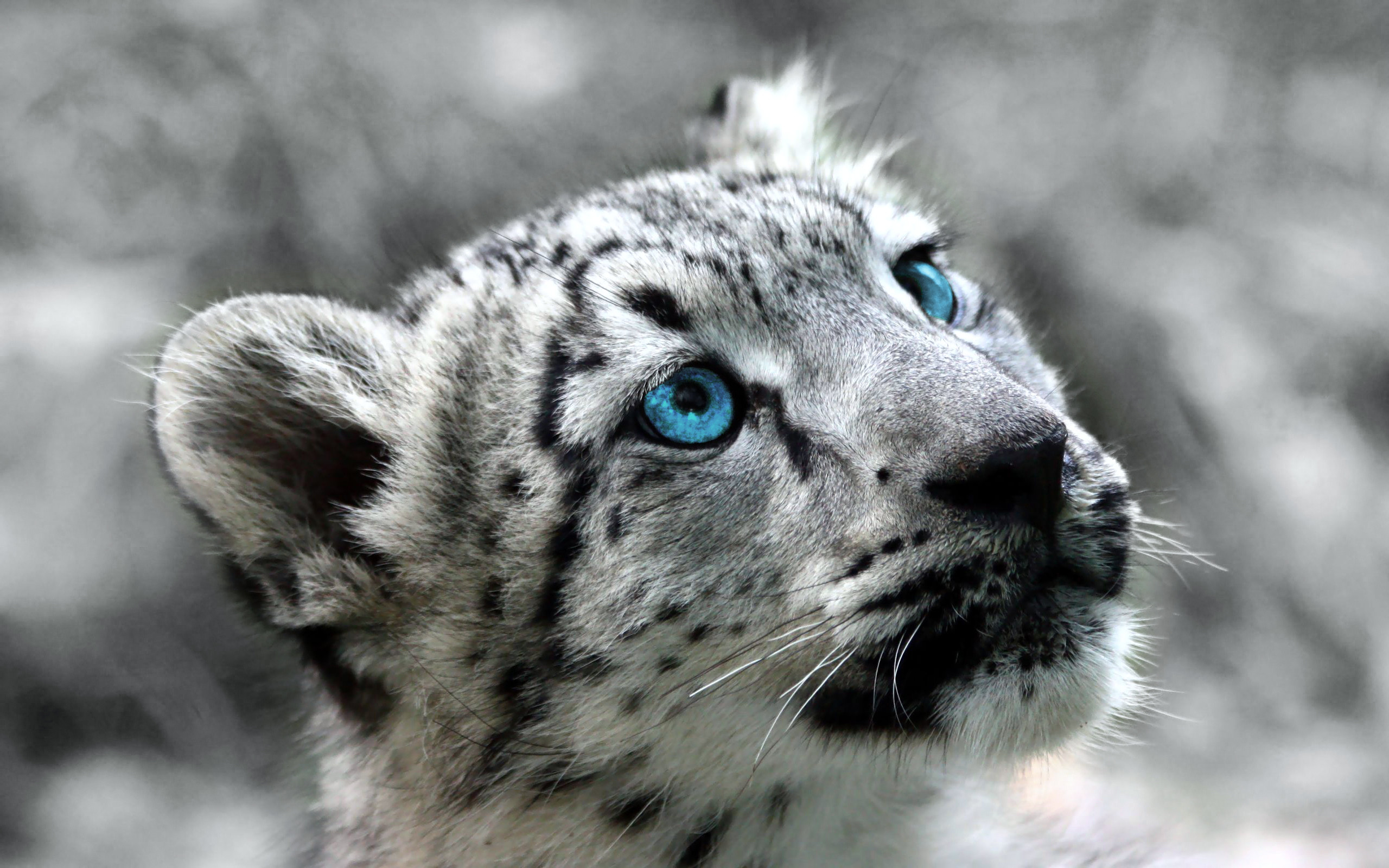 fond d'écran os x léopard,léopard des neiges,animal terrestre,faune,moustaches,félidés