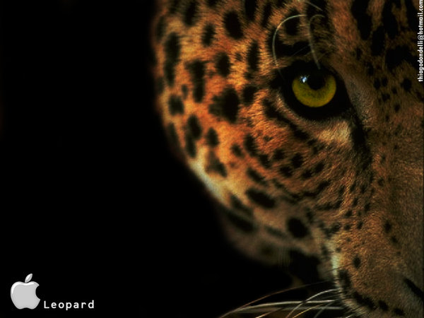 os x leopard fondo de pantalla,fauna silvestre,jaguar,animal terrestre,felidae,bigotes