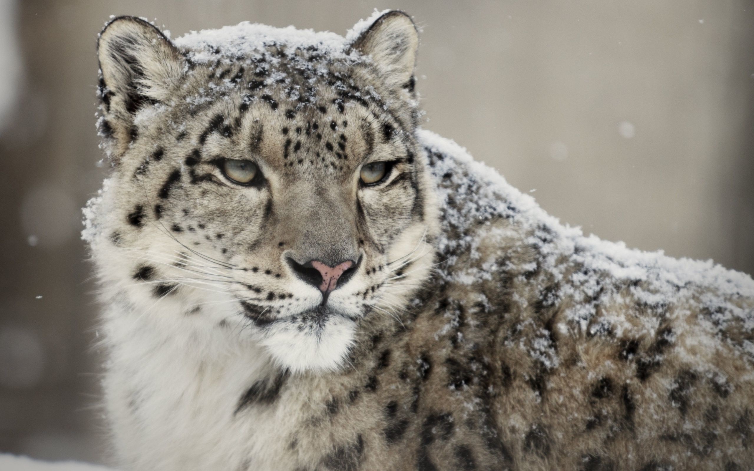 os x leopard fondo de pantalla,leopardo de nieve,animal terrestre,fauna silvestre,felidae,bigotes