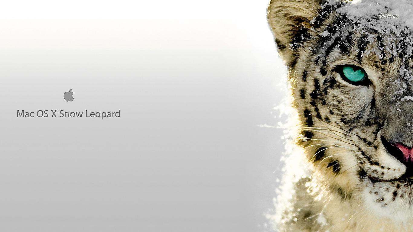 os x leopard fondo de pantalla,felidae,leopardo de nieve,fauna silvestre,bigotes,hocico