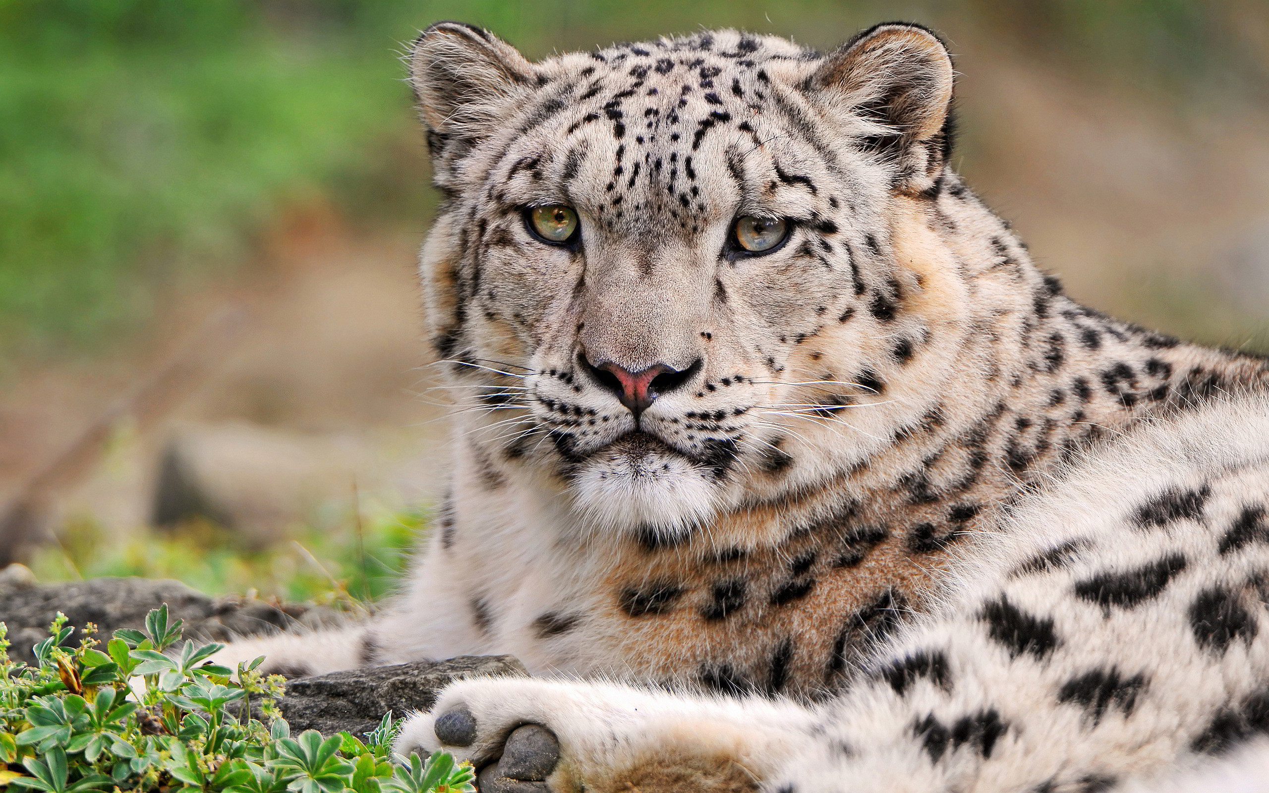 os xヒョウ壁紙,陸生動物,野生動物,ネコ科,ユキヒョウ,ひげ