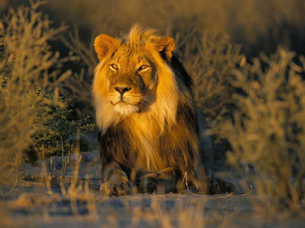 carta da parati za,natura,leone,felidae,leone masai,animale terrestre