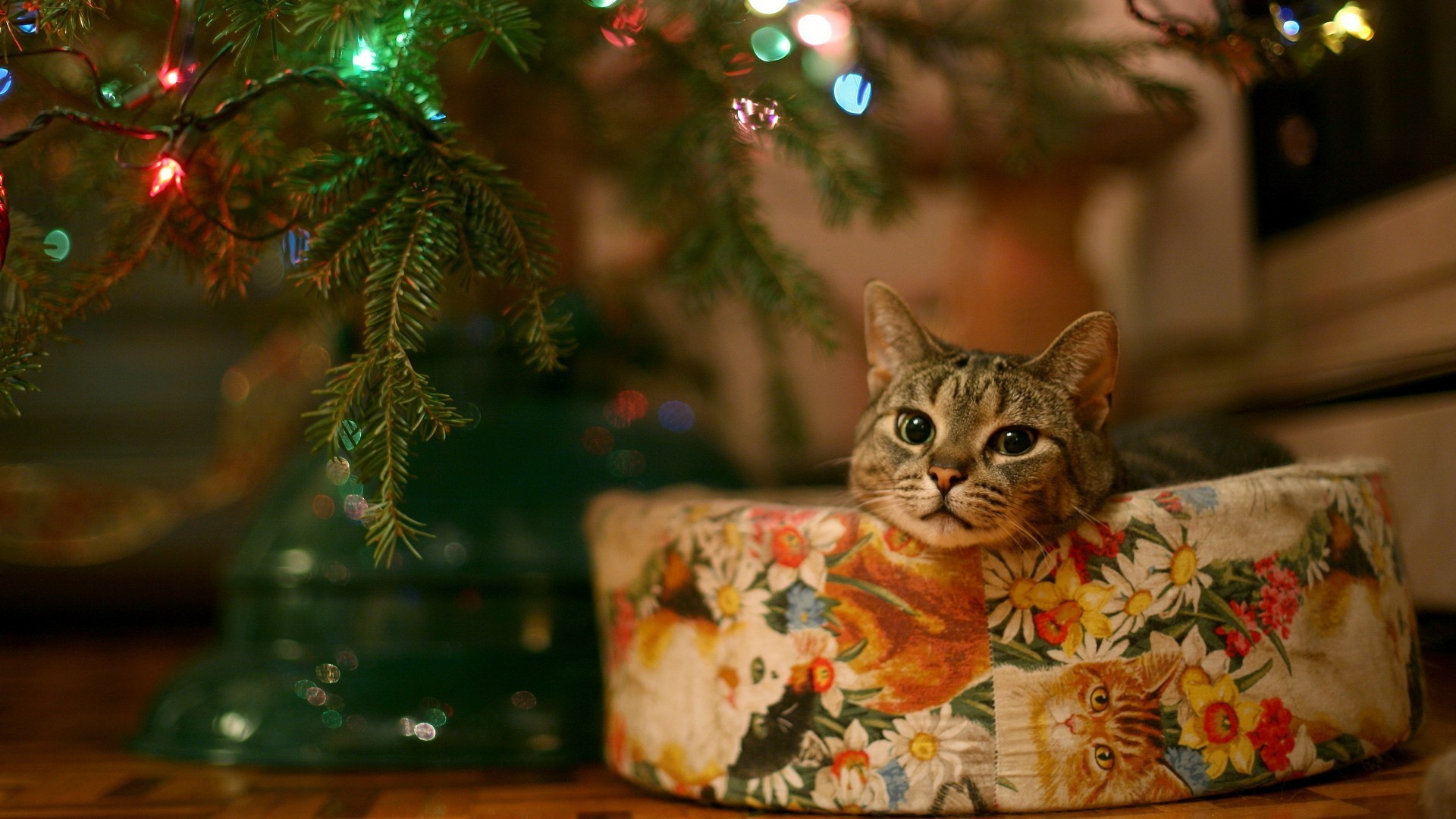 christmas wallpaper hd 1920x1080,cat,small to medium sized cats,felidae,whiskers,tree