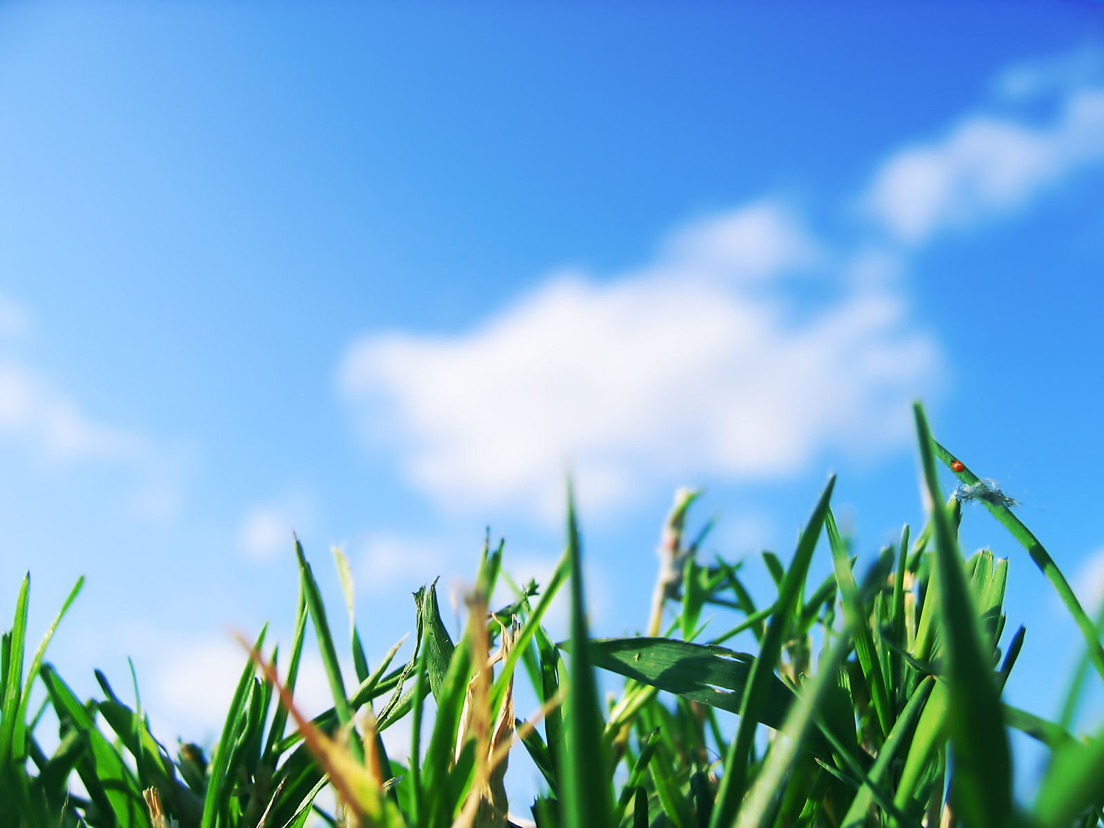 carta da parati za,cielo,paesaggio naturale,erba,giorno,natura