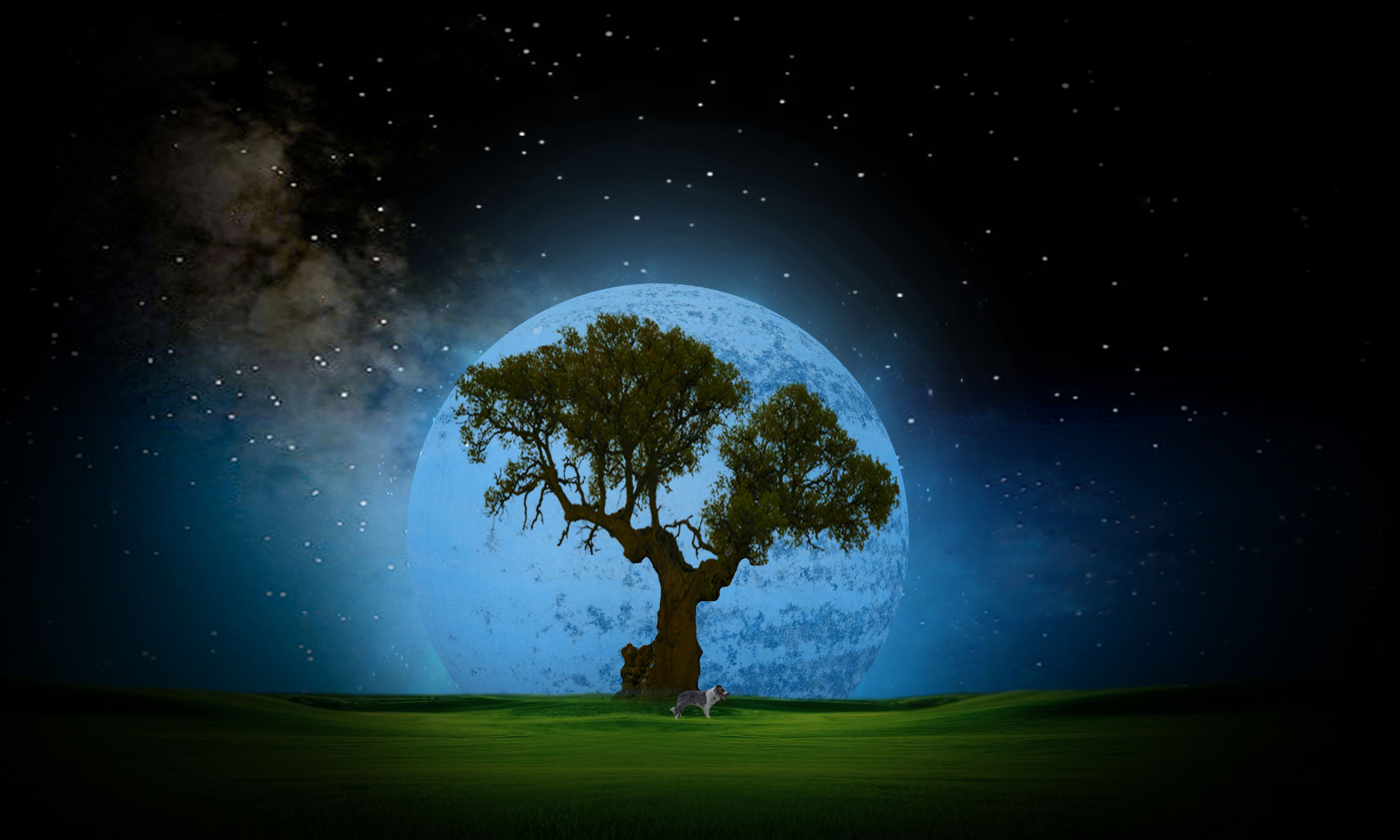 dream night wallpaper,sky,nature,natural landscape,tree,atmosphere