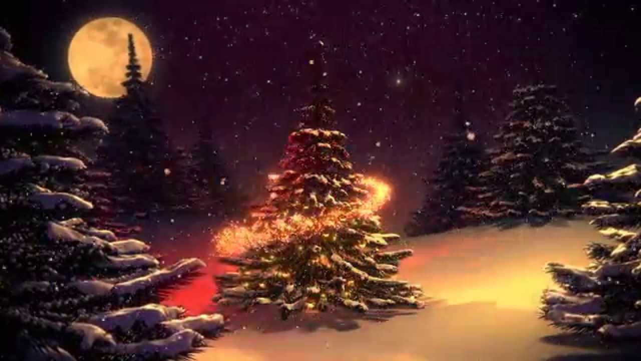 クリスマスの休日の壁紙,クリスマスツリー,空,自然,木,クリスマス