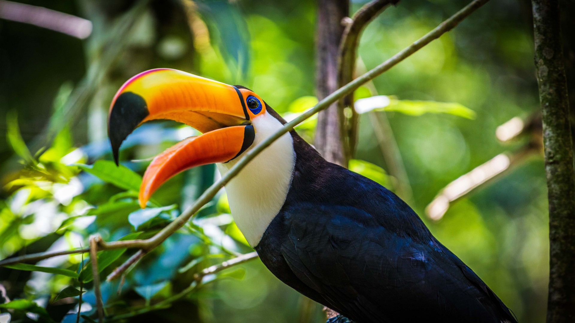 quoi de papier peint,oiseau,toucan,calao,piciformes,plante