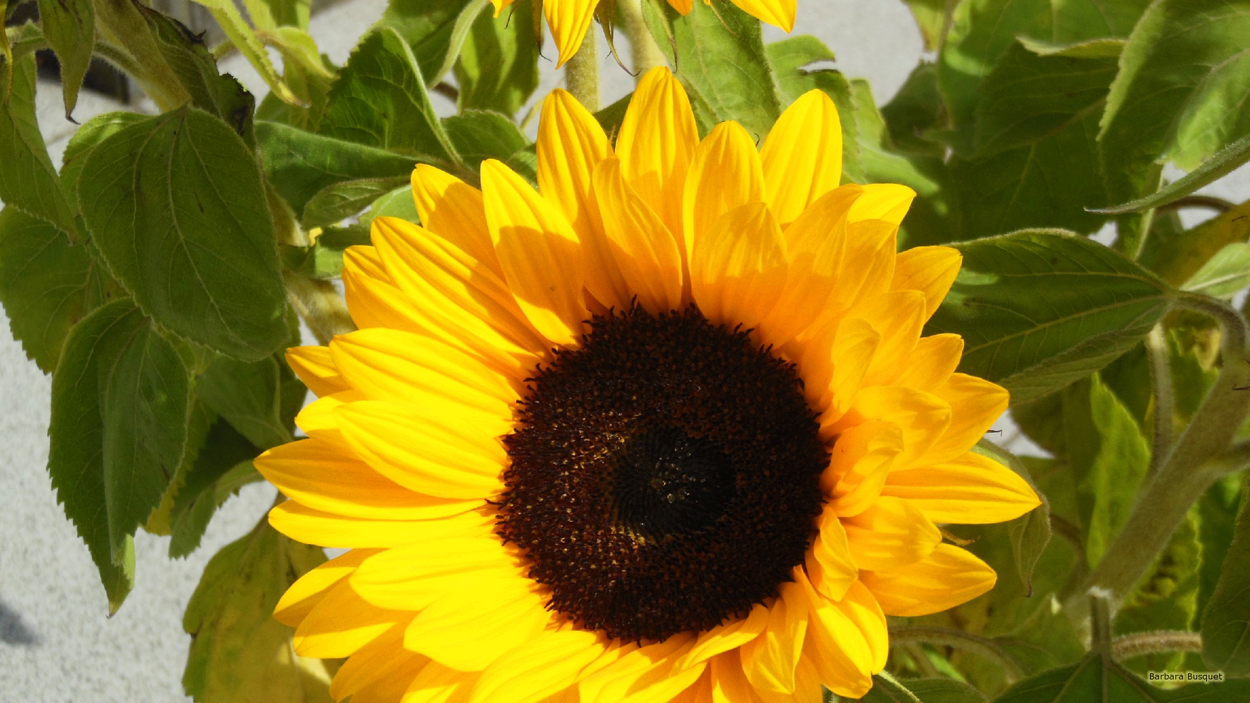 quoi de papier peint,fleur,tournesol,plante à fleurs,jaune,tournesol