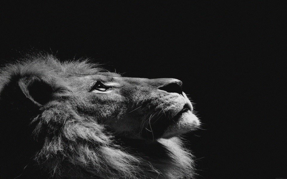 que pasa fondo de pantalla,león,negro,fauna silvestre,en blanco y negro,felidae