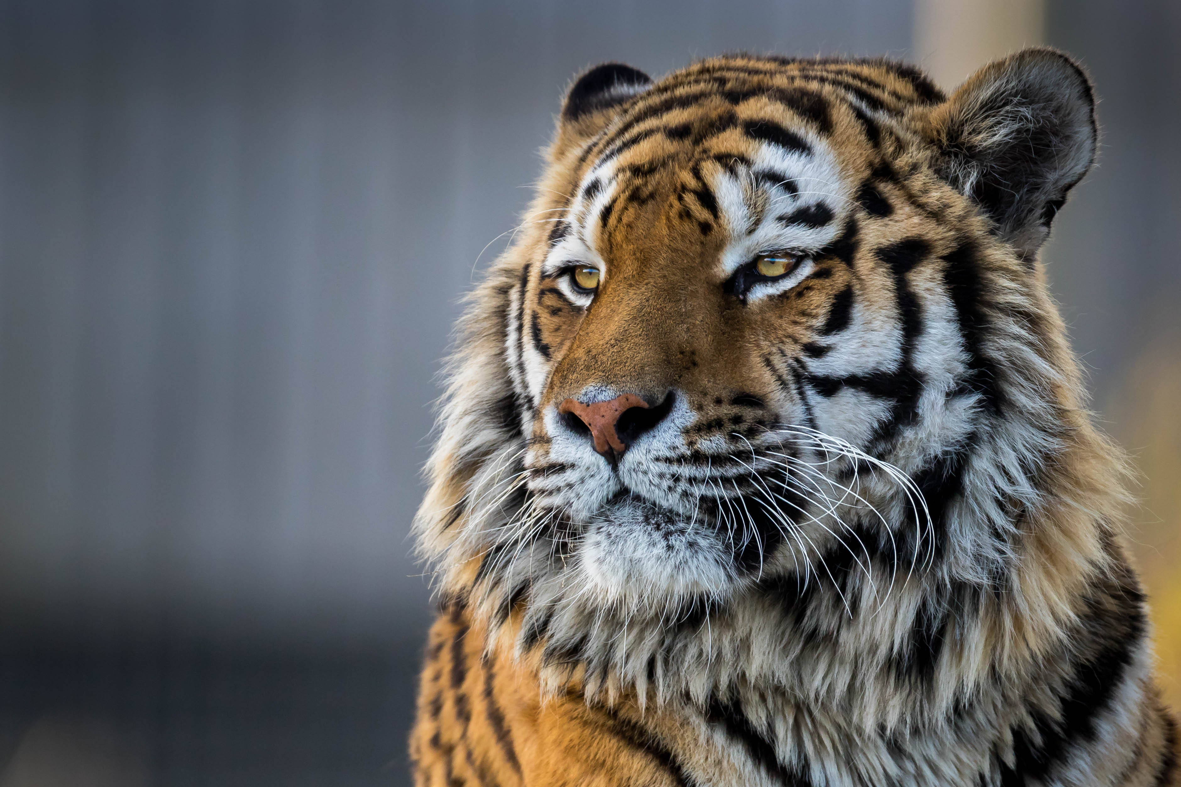 was für tapete,tiger,tierwelt,landtier,bengalischer tiger,sibirischer tiger