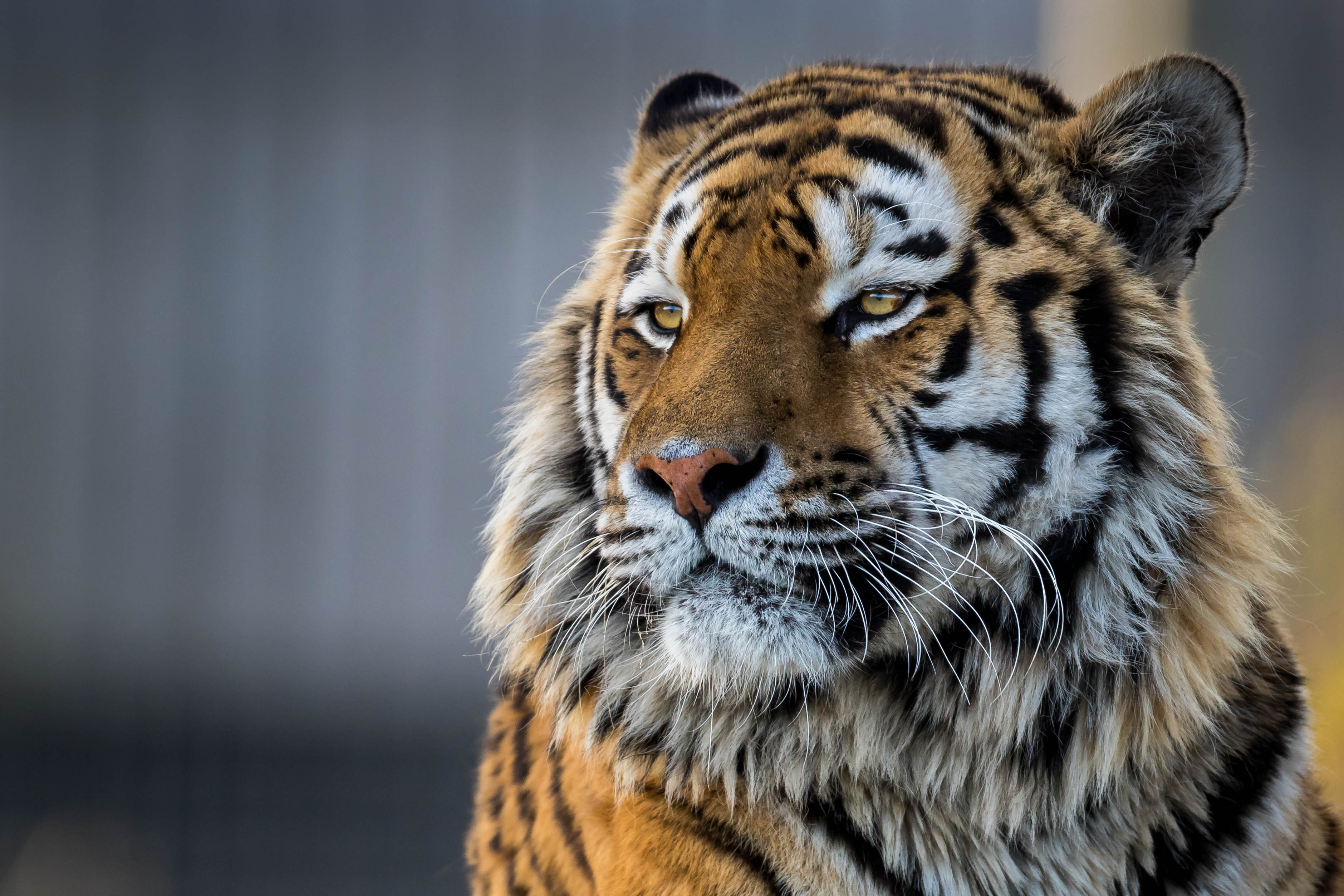 que pasa fondo de pantalla,tigre,fauna silvestre,animal terrestre,tigre de bengala,tigre siberiano