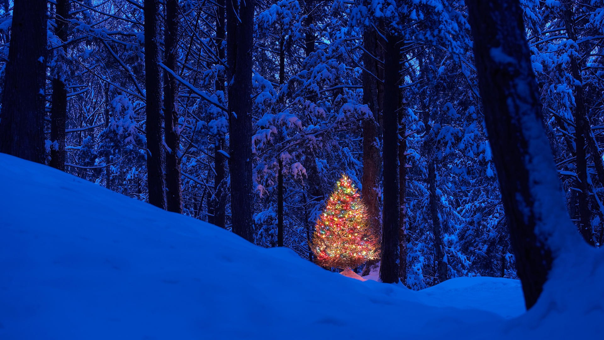 christmas wallpapers 1920x1080,blue,winter,snow,tree,nature