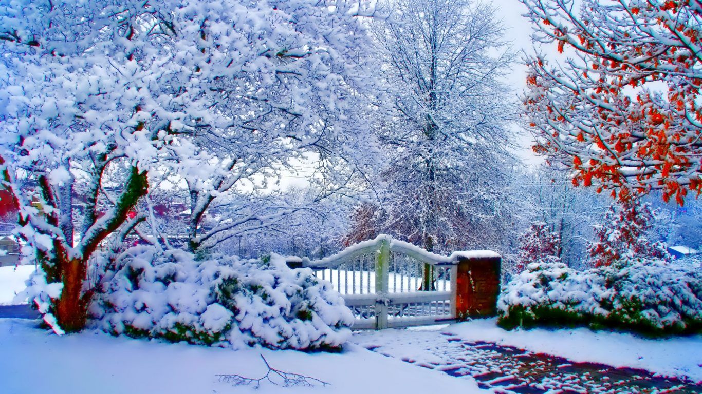 navidad fondo de pantalla 1366x768,nieve,invierno,escarcha,árbol,congelación