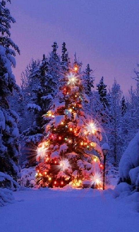 live christmas wallpaper for desktop,christmas tree,tree,winter,balsam fir,nature