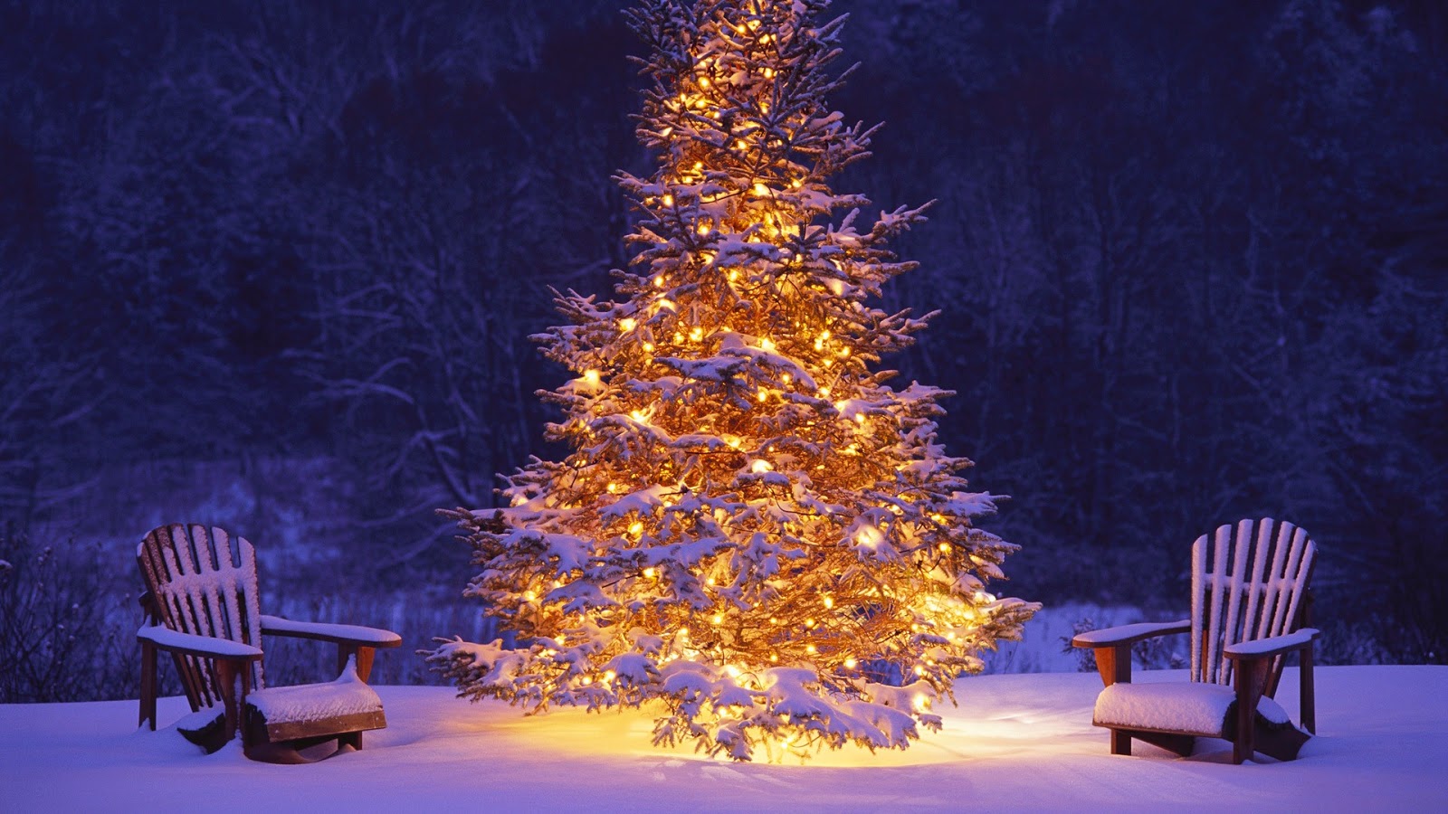 クリスマスデスクトップ壁紙hd,クリスマスツリー,木,コロラドスプルース,クリスマスの飾り,冬