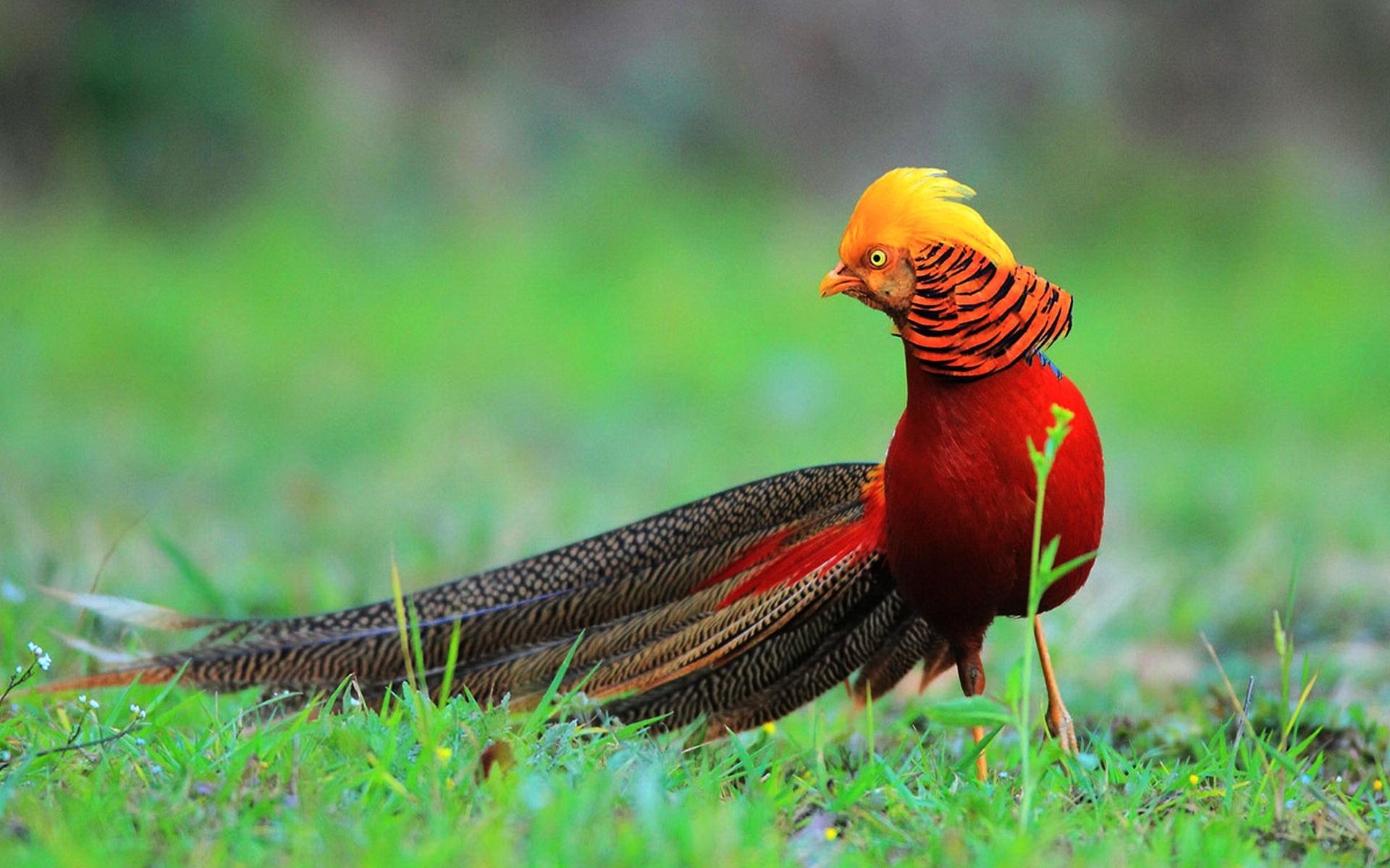 hd wallpapers golden,bird,beak,pheasant,galliformes,phasianidae