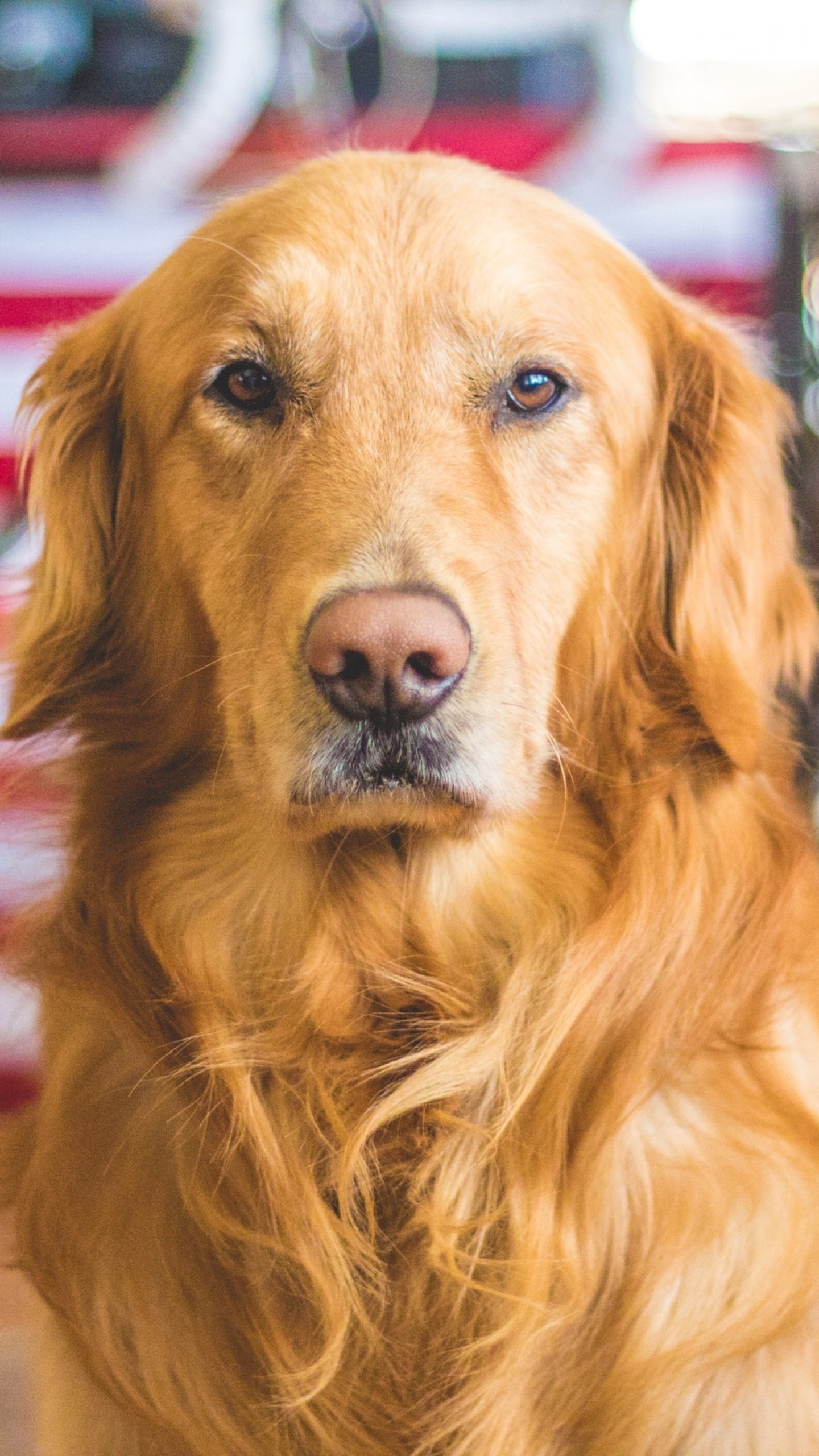 hd wallpaper golden,hund,golden retriever,begleithund,sportgruppe