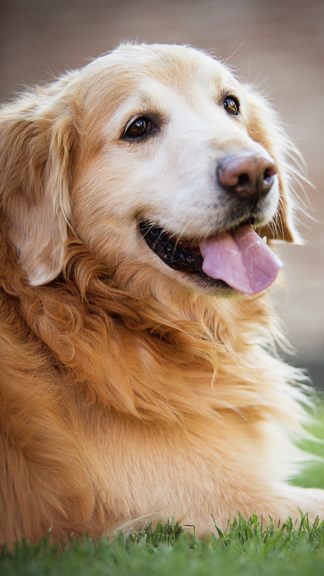 iphone sfondo golden retriever,cane,golden retriever,cane da compagnia,gruppo sportivo