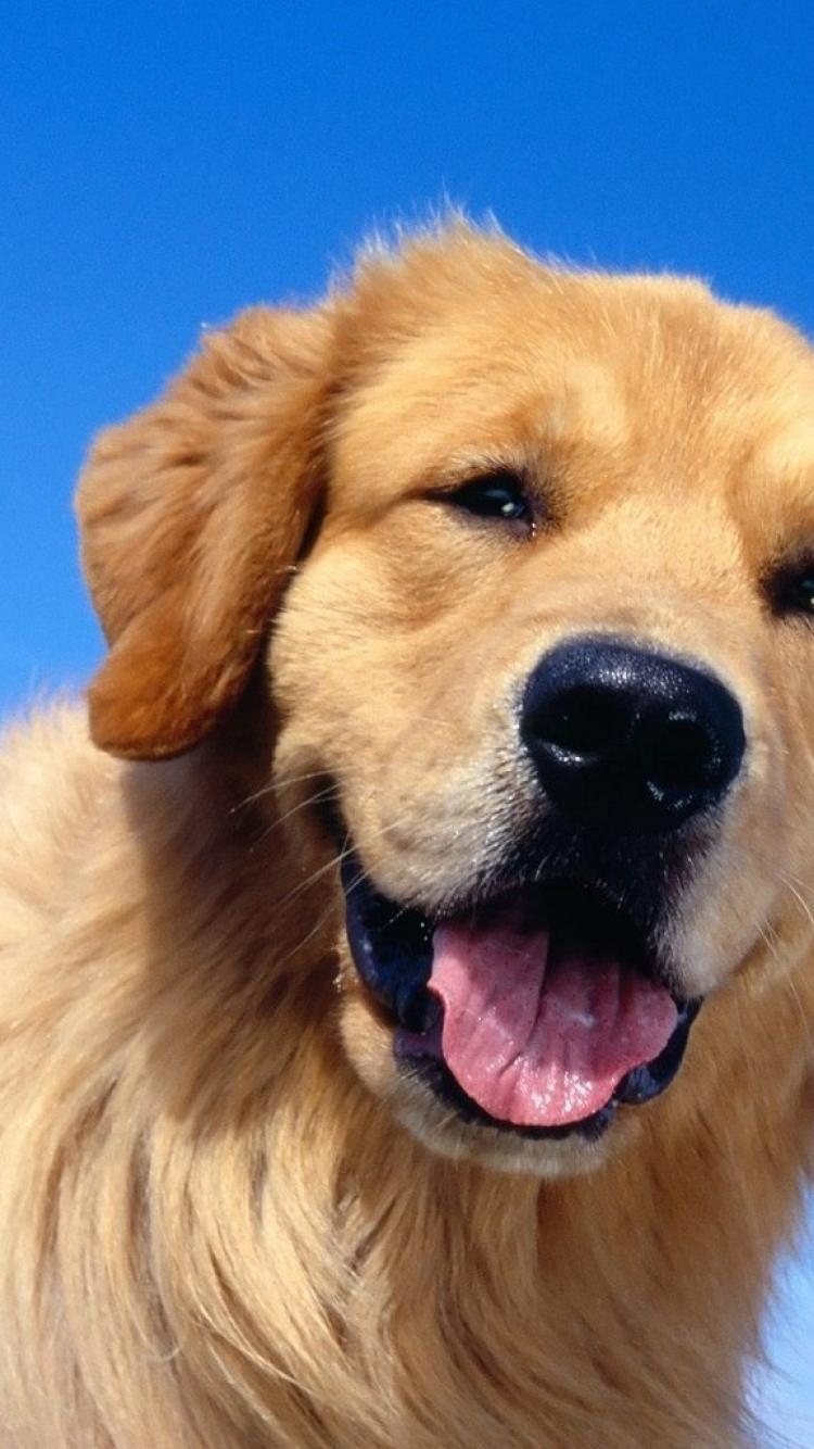 ゴールデンレトリバー壁紙iphone,犬,ゴールデンレトリバー,鼻