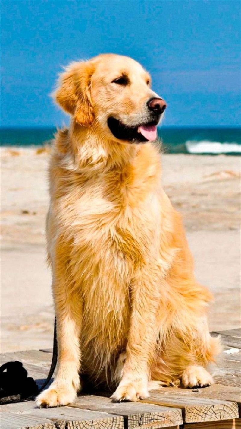 golden retriever wallpaper iphone,hund,golden retriever,begleithund,sportgruppe