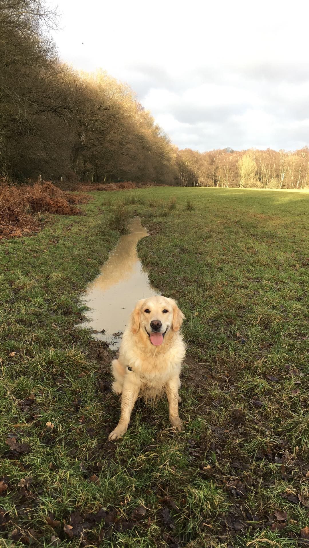 golden retriever wallpaper iphone,hund,golden retriever,sportgruppe