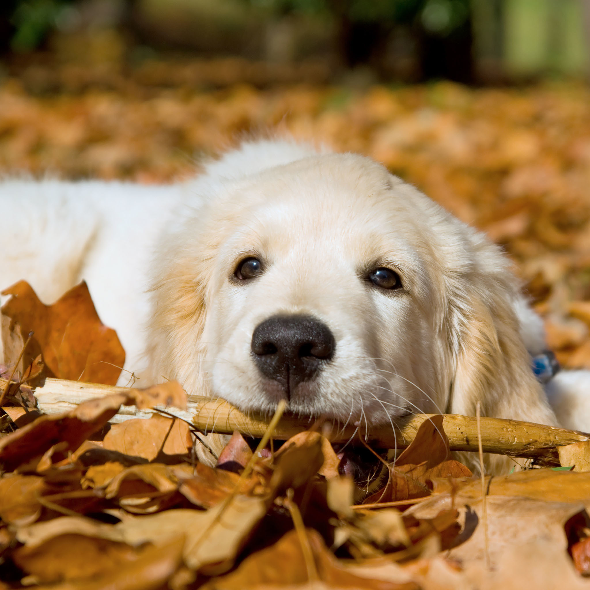 golden retriever wallpaper iphone,hund,golden retriever,hündchen